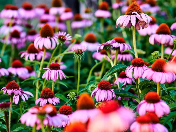 Krásný Výhled Mnoho Fialových Květů Louce — Stock fotografie