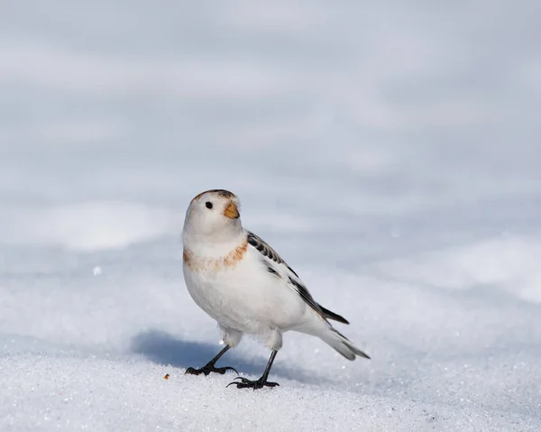 Снежный Овсянка Plectrophenax Nivalis Ищет Пищу Время Миграции — стоковое фото