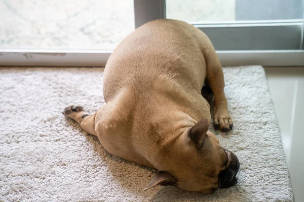 Foco Salgueiro Bonito Triste Bulldog Francês Dormindo Chão Lado Porta — Fotografia de Stock