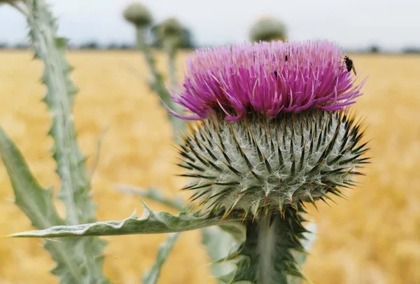 A closeup of a thistle in a field under the sunlight with a blurry background