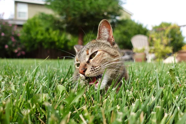 美しい日に日当たりの良いフィールドでかわいい猫が草をかむの選択的なフォーカスショット — ストック写真