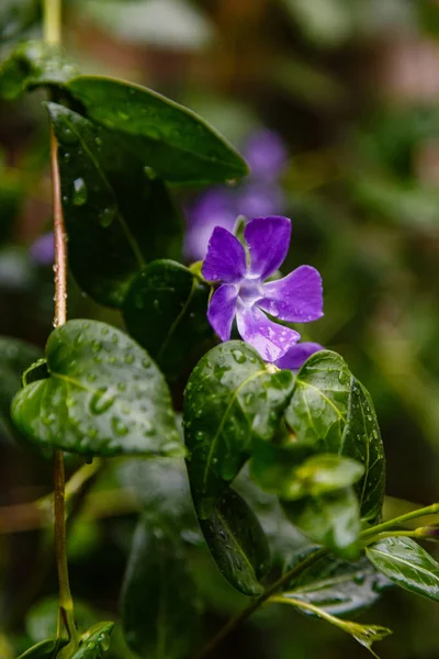 Eine Schöne Lila Blume Nach Dem Regen — Stockfoto