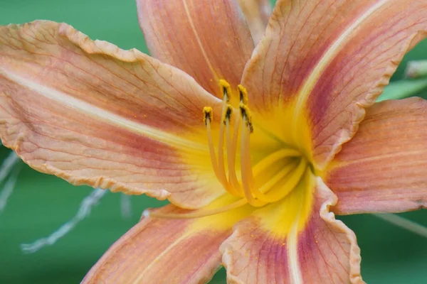 Ett Makro Skott Vacker Daglilja Solljus — Stockfoto