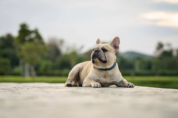 一只可爱的法国斗牛犬在公园里 — 图库照片