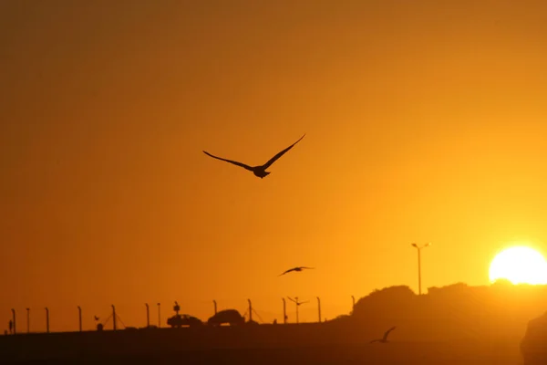 Uma Silhueta Pássaro Voando Céu Durante Pôr Sol Laranja — Fotografia de Stock