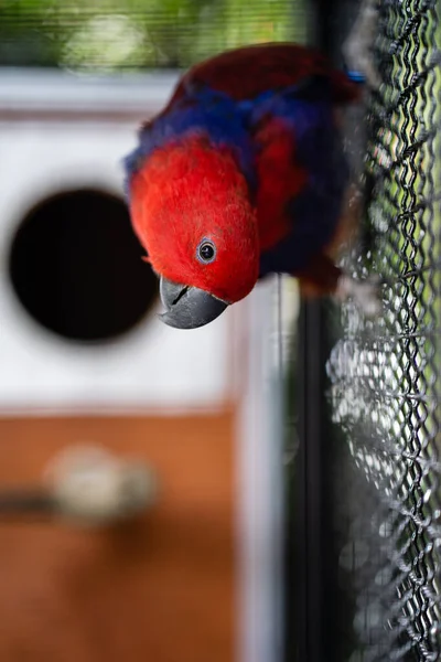 Tiro Vertical Papagaio Colorido Empoleirado Barras Gaiola — Fotografia de Stock