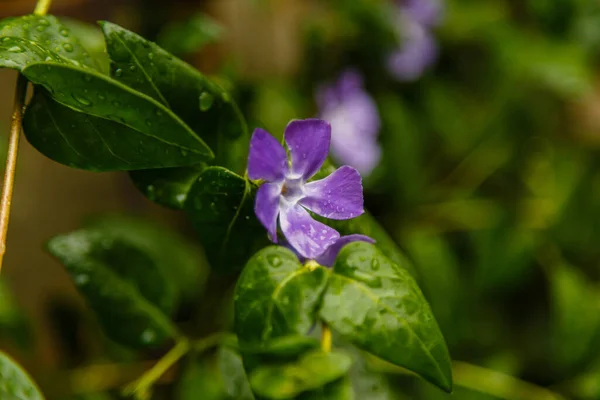 Eine Schöne Lila Blume Nach Dem Regen — Stockfoto