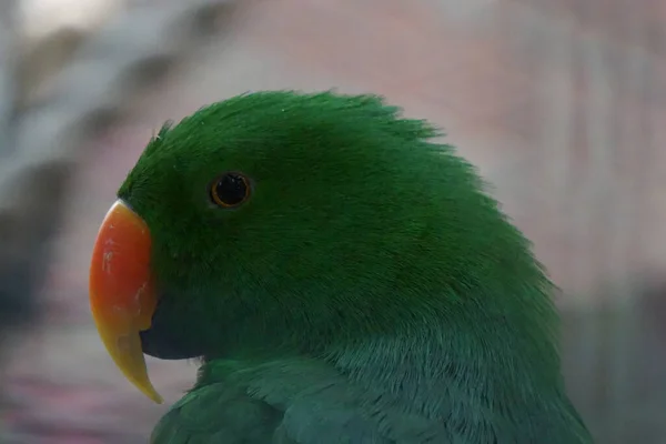 Een Portret Van Een Mooie Groene Papegaai — Stockfoto