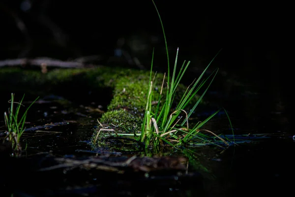 Selektivní Záběr Trávy Půdy Mechem Noci — Stock fotografie