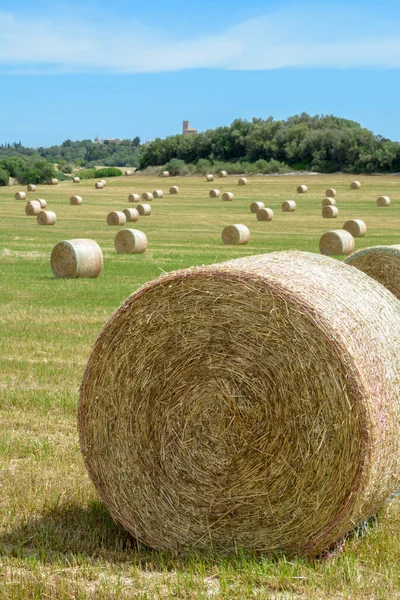 Válcované Balíky Slámy Zemědělském Poli Španělsku Pod Jasnou Oblohou — Stock fotografie