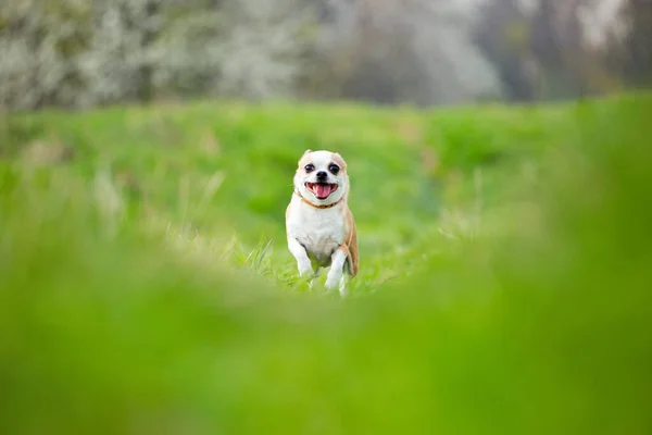 Foco Superficial Perro Corriendo Meado —  Fotos de Stock