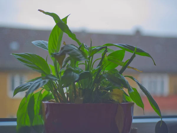 Planta Isolada Vaso Olha Tristemente Para Fora Janela Para Jardim — Fotografia de Stock