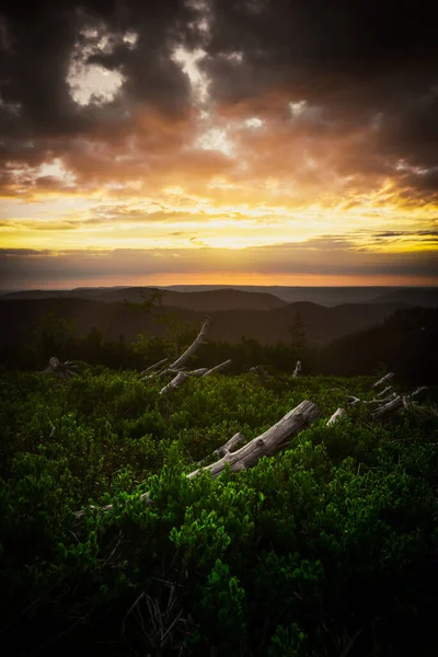 Ein Malerischer Sonnenuntergang Über Dem Feld Mit Holzstümpfen — Stockfoto