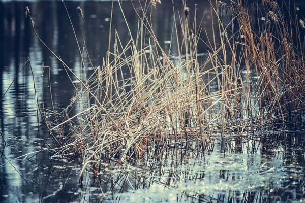 一望无际的芦苇草池塘 — 图库照片