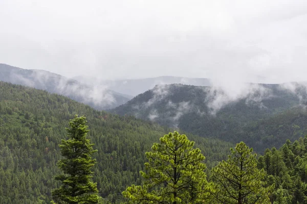 Landscape Forest Covered Greenery Fog Daytime — Stock Photo, Image