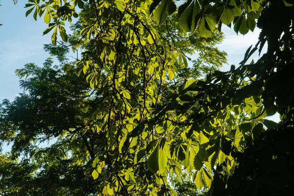 Uma Bela Vista Árvores Com Folhas Verdes Sob Luz Sol — Fotografia de Stock