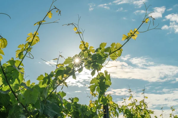 Närbild Gröna Växter Och Lysande Sol Himlen — Stockfoto