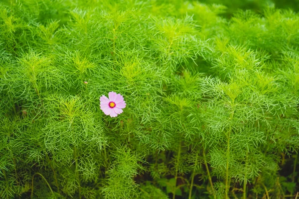 チェンマイ に咲く紫色のベルベナの花 — ストック写真