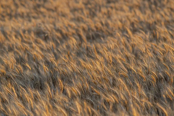 Die Textur Eines Goldenen Weizenfeldes Während Der Erntezeit — Stockfoto