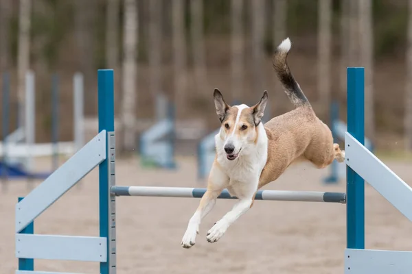 Ein Smooth Collie Springt Beim Training Über Eine Beweglichkeitshürde — Stockfoto