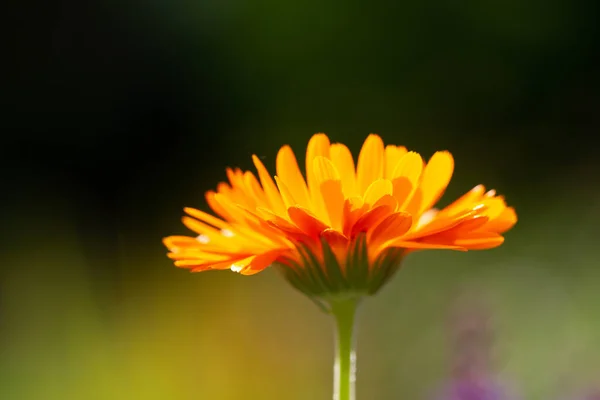 Primer Plano Una Flor Caléndula Naranja Flor Con Gotas Lluvia — Foto de Stock