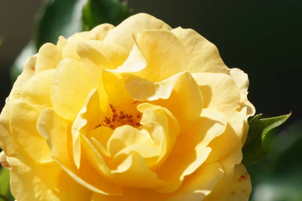 Primer Plano Una Delicada Rosa Damasco Naranja Luz Del Sol — Foto de Stock