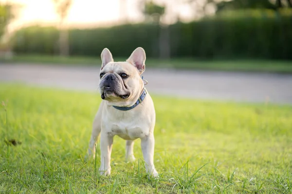 Adorable Bulldog Francés Parque —  Fotos de Stock