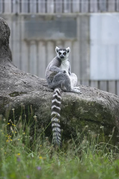 Vertikal Bild Lemur Vilar Stenen — Stockfoto