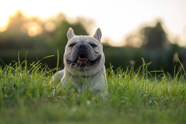 Adorable French Bulldog Park — Stock Photo, Image