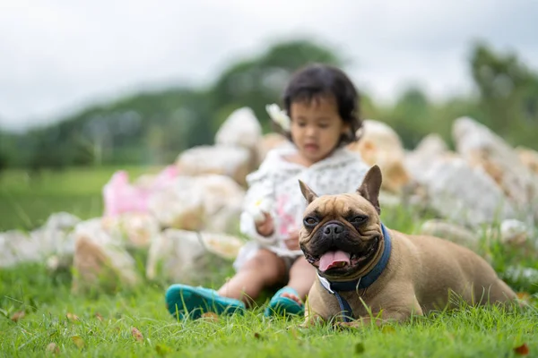A closeup shot of a French bulldog lying on the ground with a baby girl in the background