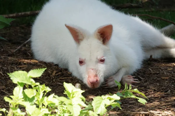 Een Kleine Albino Kangoeroe Buiten Een Zonnige Dag — Stockfoto