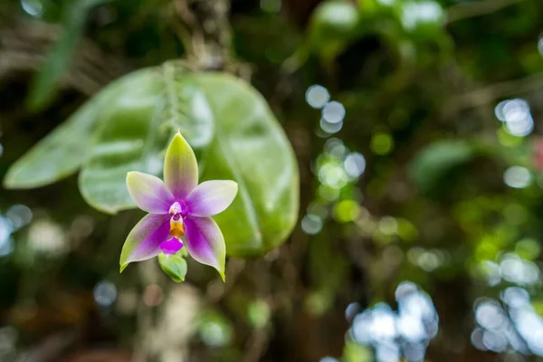 Zbliżenie Phalaenopsis Bellina Wybrane Skupienie — Zdjęcie stockowe