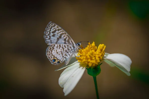 Una Linda Mariposa Pie —  Fotos de Stock