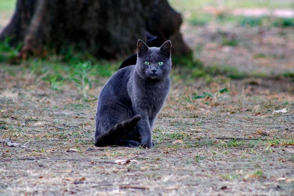 Foco Seletivo Gatos Pretos Cinzentos Sentados Chão Parque — Fotografia de Stock