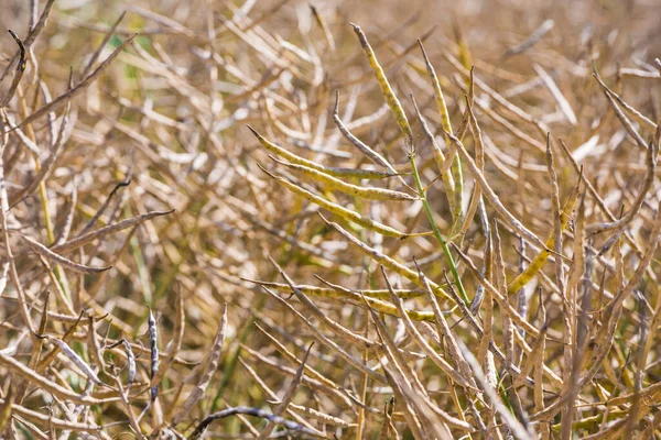 Close Van Een Droog Verkrachtingsveld — Stockfoto