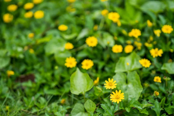 Szelektív Fókusz Felvétel Virágzó Doronicum Altaicum Virágok — Stock Fotó