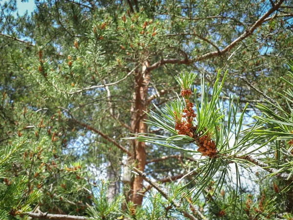 Plan Angle Bas Des Feuilles Vertes Des Branches Des Rameaux — Photo