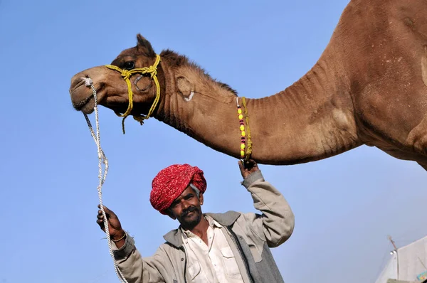 Ахмедабад Индия Января 2016 Года Смущенный Мужчина Держит Верблюда Уздечку — стоковое фото