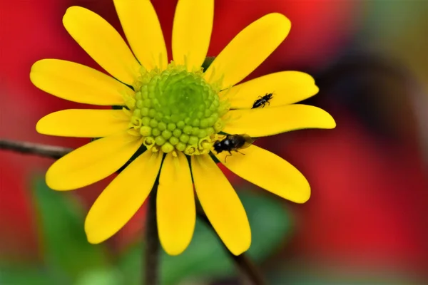 Selective Focus Shot Helianthella Californica Small Flies Bright Yellow Petals — Stock Photo, Image