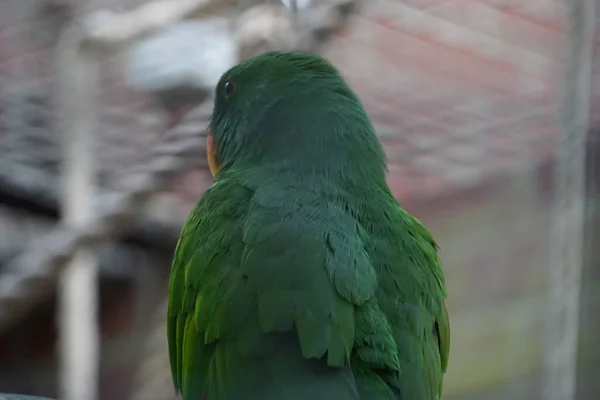 Güzel Yeşil Bir Papağan Arkadan Manzaralı — Stok fotoğraf