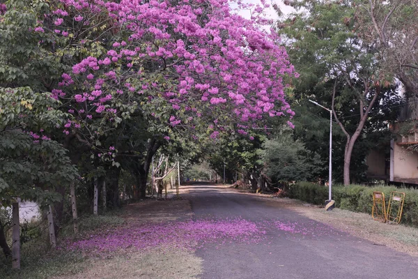 Prachtige Bloeiende Paarse Rhododendron Boom Een Park — Stockfoto