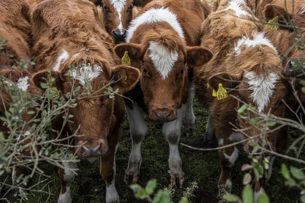 Tiro Perto Vacas Pastando — Fotografia de Stock
