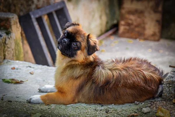 Cute Brown Tibetan Spaniel Dog Laying Ground Curious Expression — Stock Photo, Image