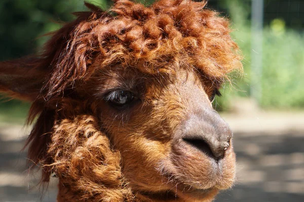 Retrato Lama Engraçado Dia Ensolarado — Fotografia de Stock