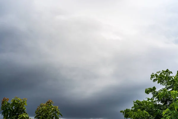 Красивый Вид Деревья Зелеными Листьями Облачным Небом — стоковое фото
