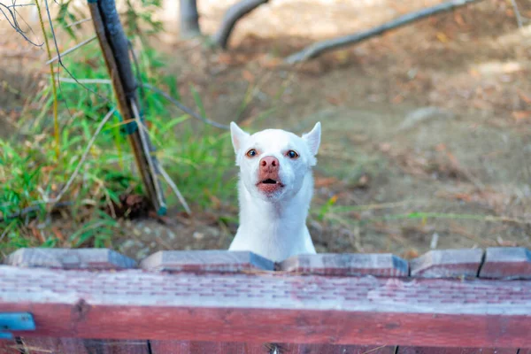 Een Closeup Van Een Schattige Chihuahua Een Tuin Starend Naar — Stockfoto