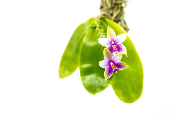 Een Close Van Phalaenopsis Bellina Bloemen Geïsoleerd Witte Achtergrond — Stockfoto