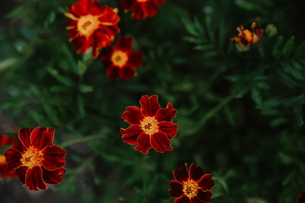 Крупним Планом Знімок Красивих Квітів Чорнобривців — стокове фото