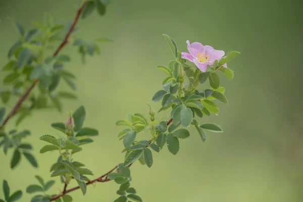 花园里一朵粉红色的蔷薇花的特写 — 图库照片