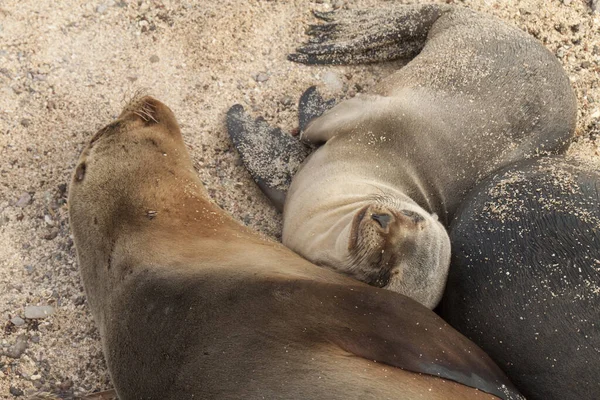 Entzückende Südamerikanische Pelzrobben Sand — Stockfoto